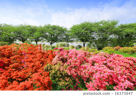Tatebayashi杜鵑花節 16373847