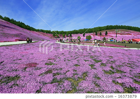 A group of blue sky and mosaic cherry blossoms 10 16373879