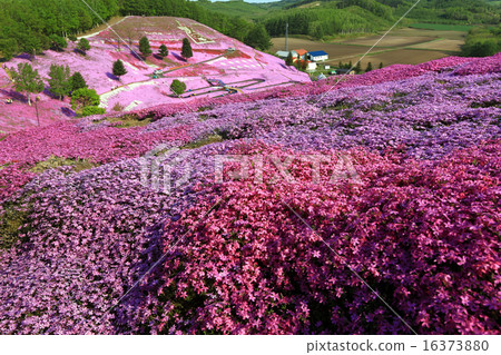 A group of blue sky and mosquito cherry blossoms 11 16373880