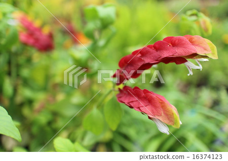 小海草 小海草 16374123