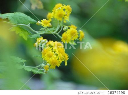 Foam golden chrysanthemum flowers bloom 16374298