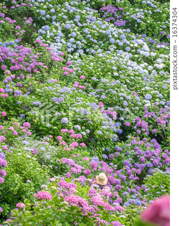 Hydrangea at Shimoda Park 16374304