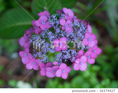 花繡球花 16374427