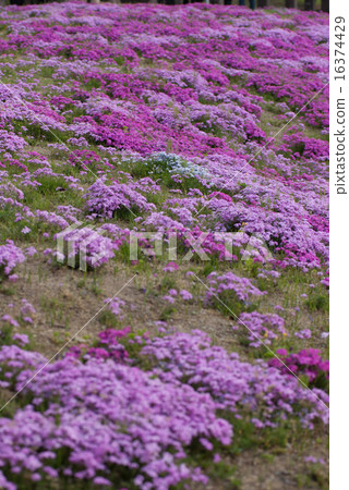 Toba's mushroom cherry blossoms 16374429