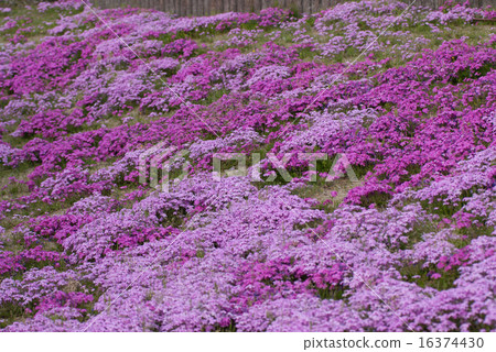 Toba's mushroom cherry blossoms 16374430