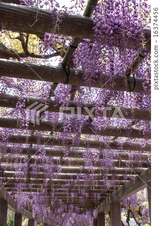 Toba wisteria Toba wisteria 16374456