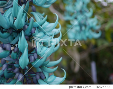 Honeysuckle 16374488