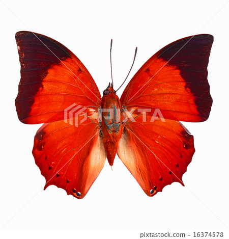 fancy butterfly isolated on white 16374578