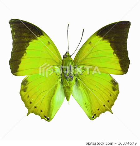 fancy butterfly isolated on white 16374579