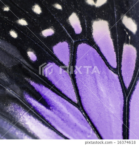 purple butterfly wing 16374618