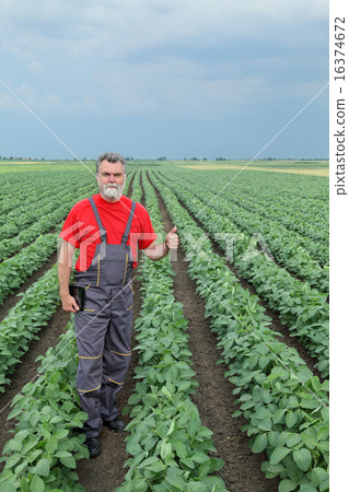 Farmer or agronomist in soy field Farmer or agronomist in soy field 16374672