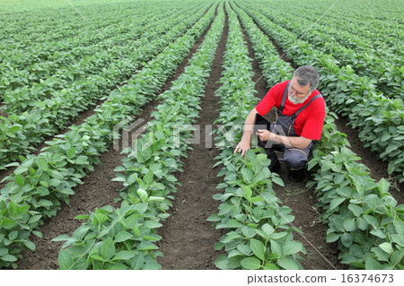 Farmer or agronomist in soy field Farmer or agronomist in soy field 16374673