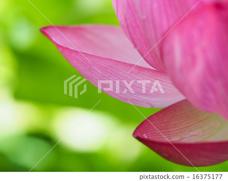 蓮花瓣 16375177