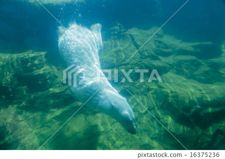 Polar bear 026 Polar bear 026 16375236