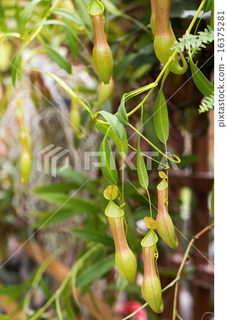 Ugubon Kuzura 16375281