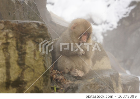 Japanese macaques Japanese macaques 16375399