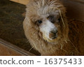 Alpaca 16375433