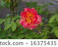 Rose of Anne 16375435
