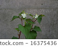 Dawn of Yaebaki 16375436