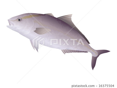 五條鰤 五條鰤 16375504