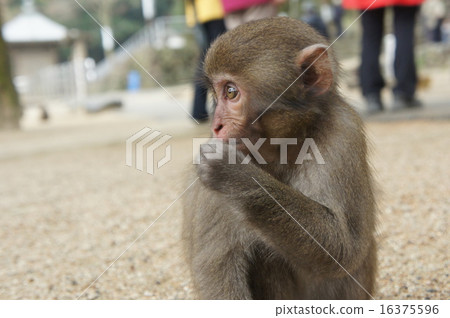 Japanese macaques 16375596