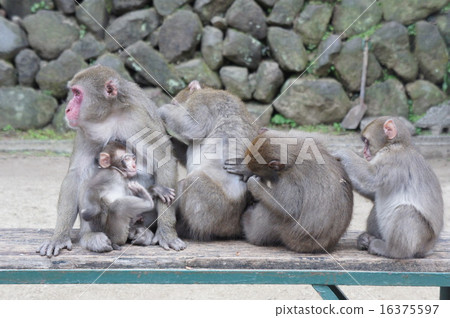 Japanese macaques 16375597