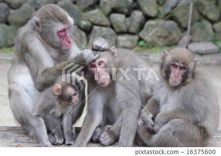 Japanese macaques 16375600