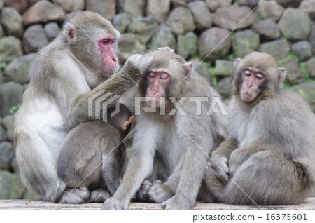 Japanese macaques 16375601