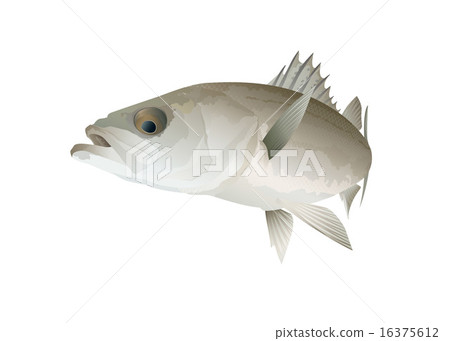鱸魚 16375612