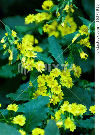 Pharmacist grass 16375919