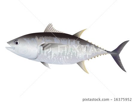 金槍魚 金槍魚 16375952