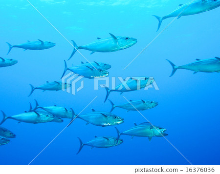 Isomagro Isomagro 16376036