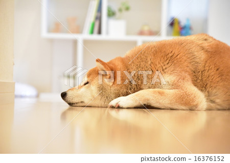 Shiba Inu on the floor during the day 16376152