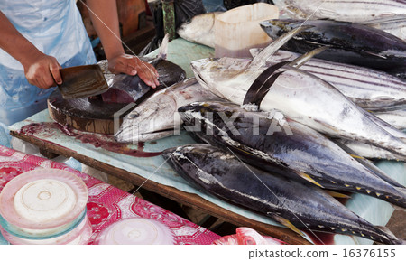 Butchering tuna Butchering tuna 16376155