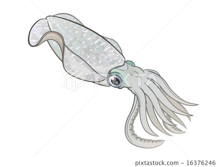 烏賊 16376246
