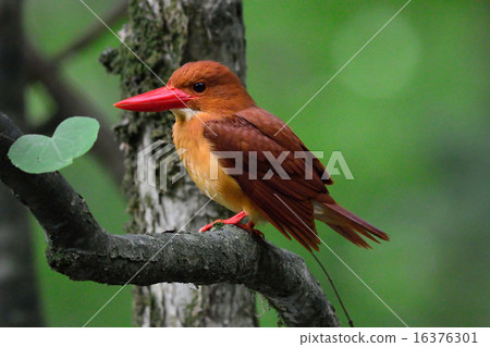 A picture of a wild bird 16376301