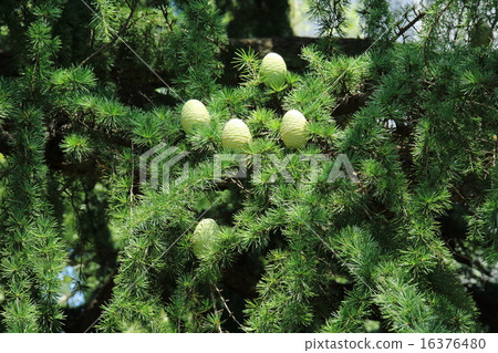 Himalaya Sugi 16376480