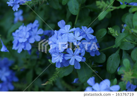 Ruri Mari Rurimatsuri It is beautiful from early summer to autumn. 16376719