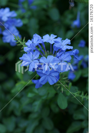 Ruri Mari Rurimatsuri It is beautiful from early summer to autumn. 16376720