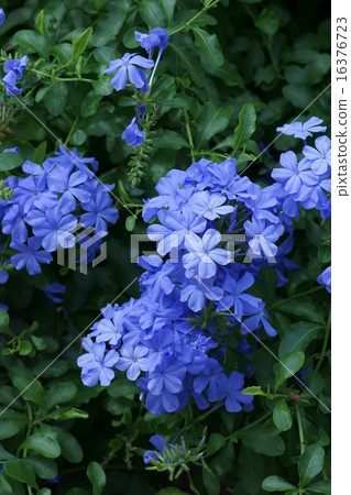 Ruri Mari Rurimatsuri It is beautiful from early summer to autumn. 16376723