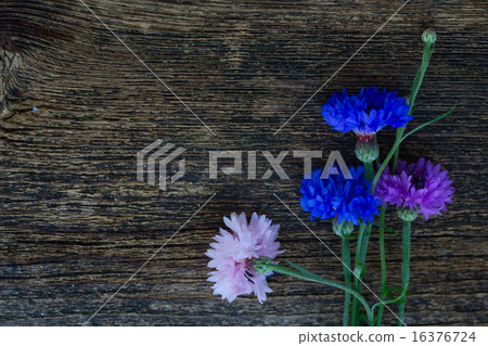 Blue and pink cornflowers 16376724