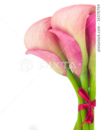 Calla lilly 16376764