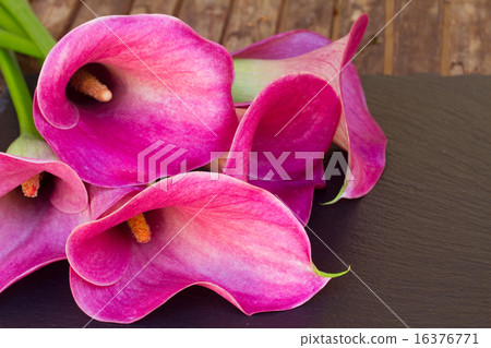 Calla lilly 16376771