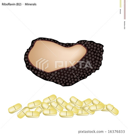 Black Truffle Mushrooms with Vitamin B2 16376833