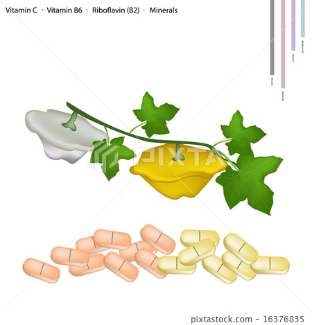 Pattypan Squash with Vitamin C, B6 and B2 16376835