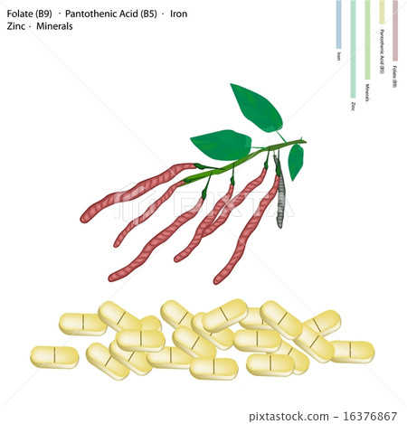 Kidney Bean with Vitamin B9, B5 Iron Kidney Bean with Vitamin B9, B5 Iron 16376867