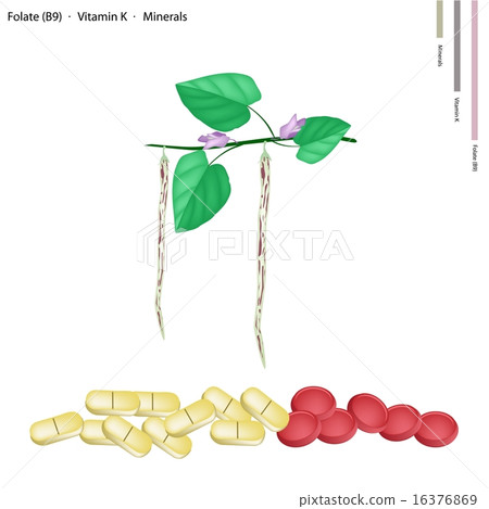 Centrosema Pubescens Bean with Vitamin B9 and K Centrosema Pubescens Bean with Vitamin B9 and K 16376869