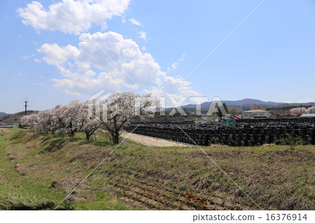 Iidate Village decontaminated cherry blossom temporary place 16376914