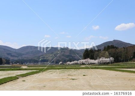 Iidate Village After decontamination Rice field 16376916