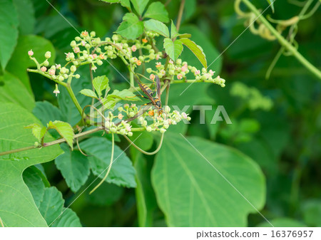 舔舔蜂蜜 舔舔蜂蜜 16376957